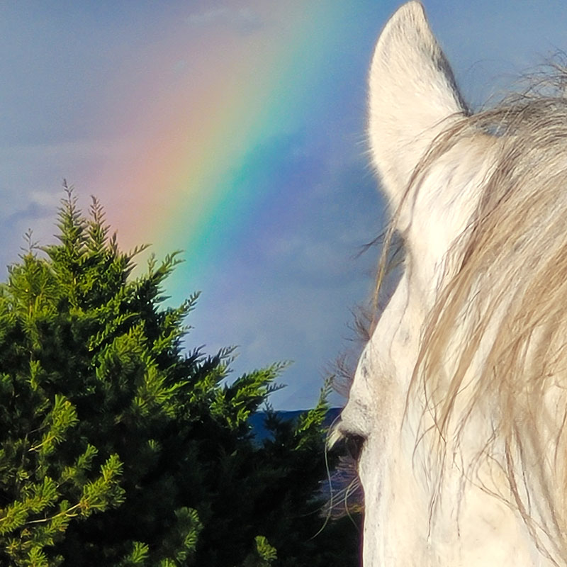 SeelenSpiegelTier – Pferd mit Regenbogen